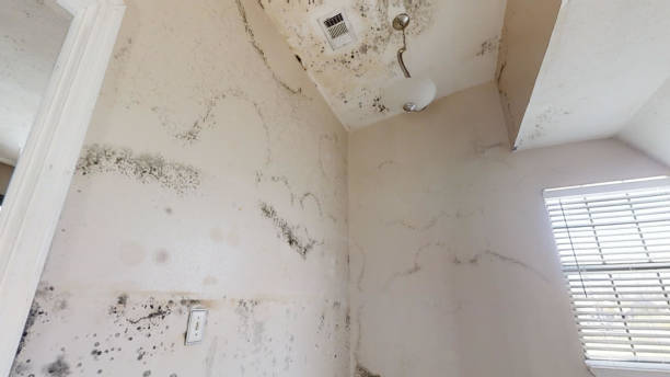 Best Mold-Related Health Consultation  in Duncan, SC