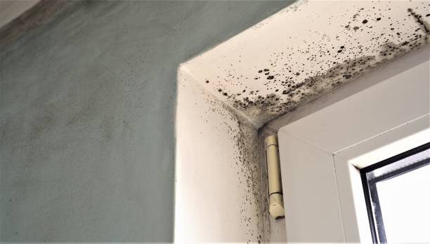 Best Crawl Space Mold Remediation  in Duncan, SC