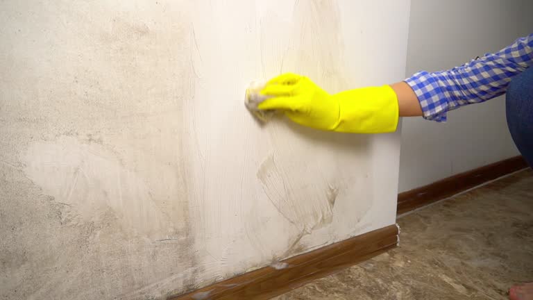 Trusted Duncan, SC Mold Removal Experts