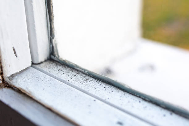 Best Post-Construction Mold Inspection  in Duncan, SC