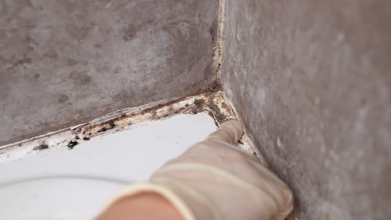Best Attic Mold Removal  in Duncan, SC