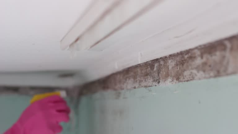 Best Mold Documentation for Insurance Claims  in Duncan, SC